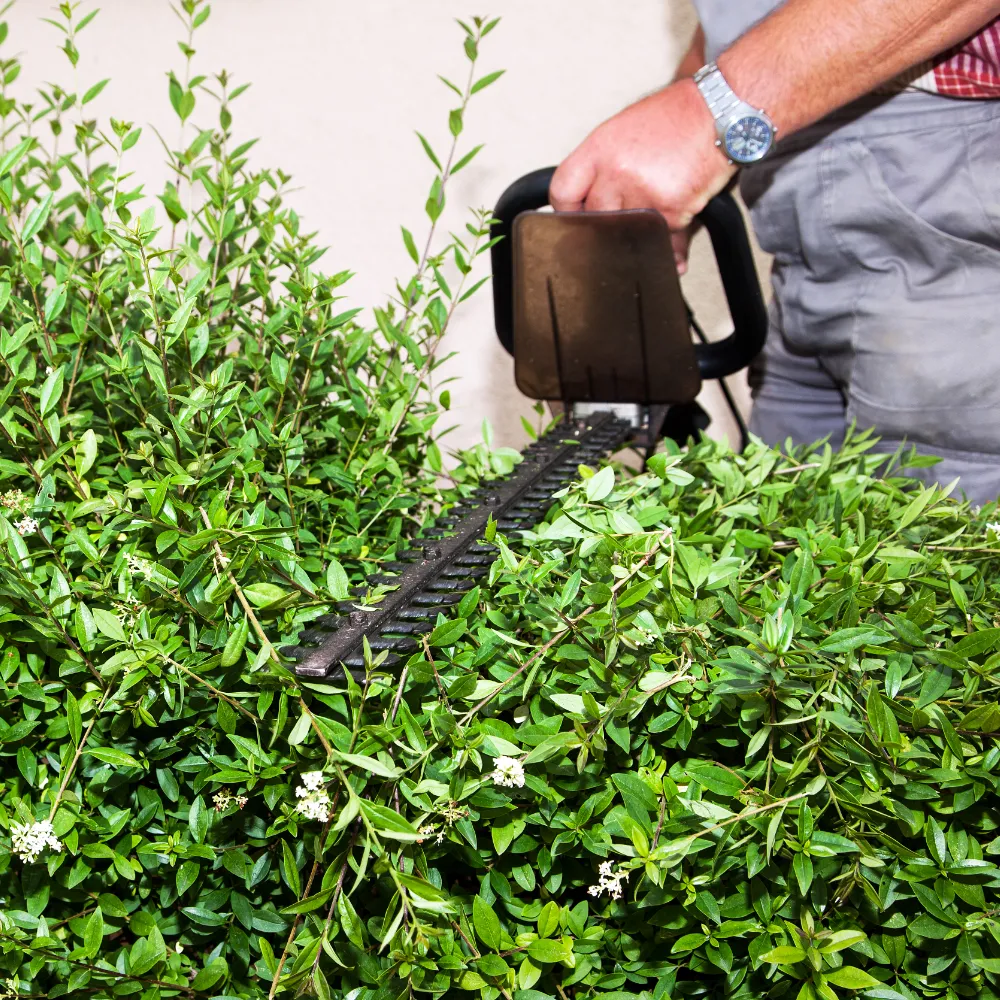 Hedgetrimmer shutterstock_106734551 1000px close up of a leafy hedge being trimmed with an electric strimmer